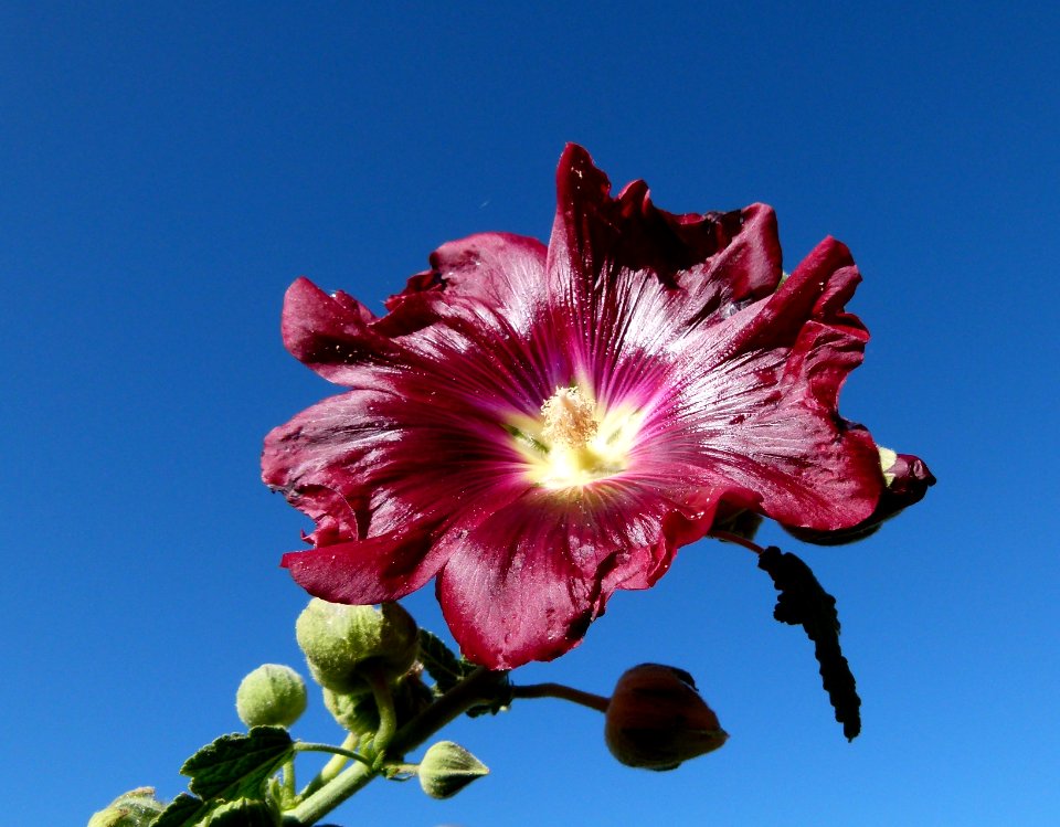 Rose trémiaire à Contres