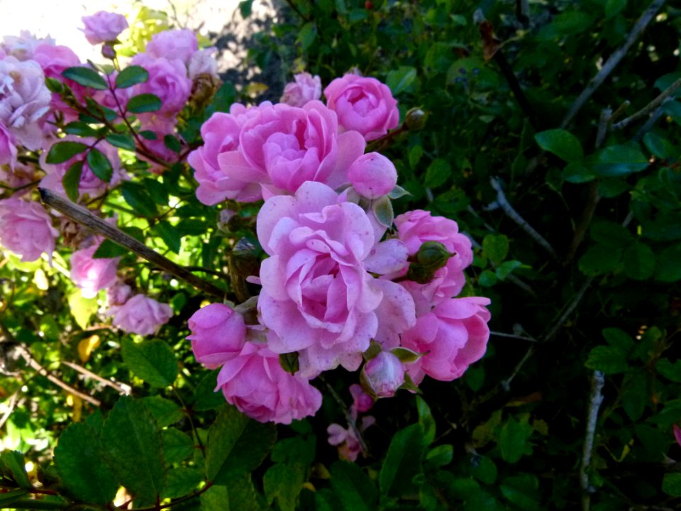 Roses du Jardin - Château du Moulin