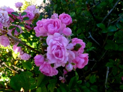 Roses du Jardin - Château du Moulin