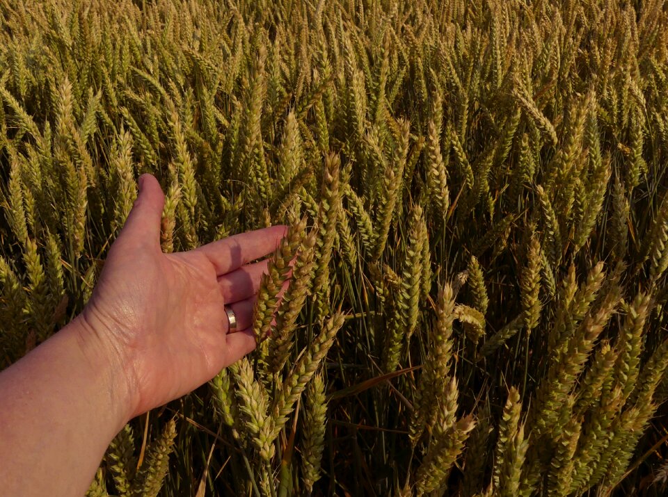 Agriculture hand present