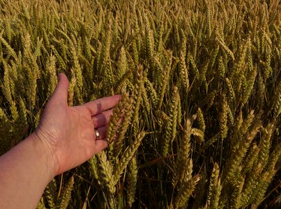 Agriculture hand present photo