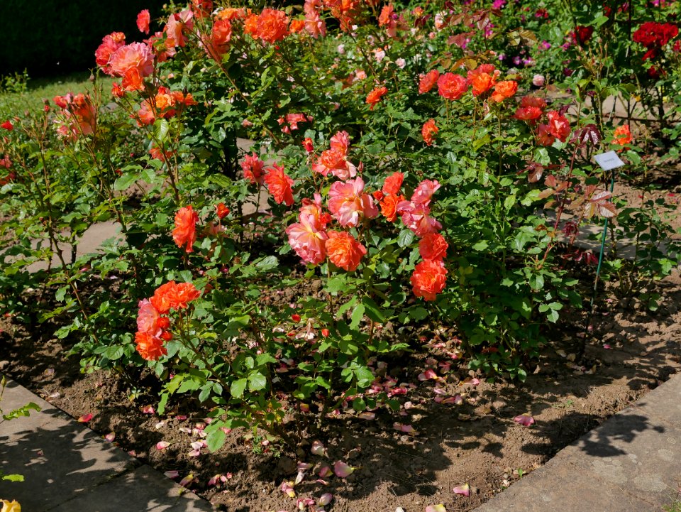 Rosengarten-A-3-a-Westerland