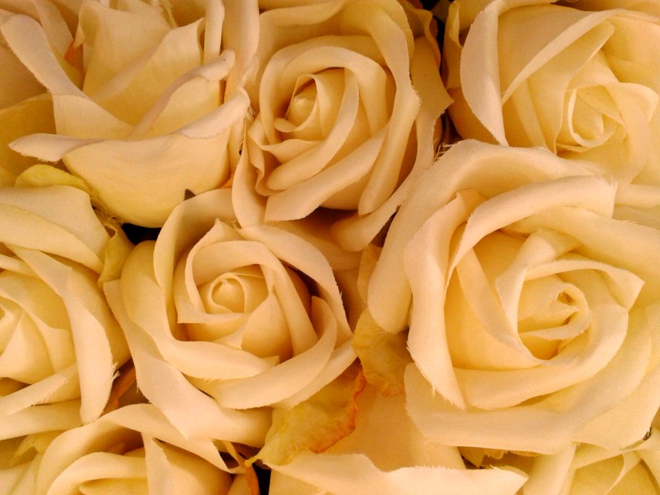 Roses 20140719 120008