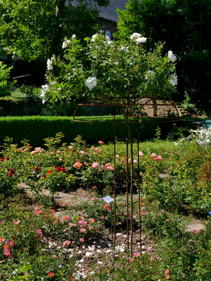 Rosengarten-B-7-a-Hella