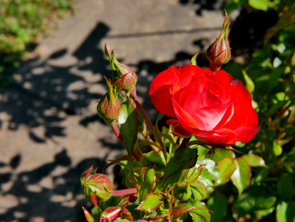Rosengarten-B-8-b-PlantenUnBlomen