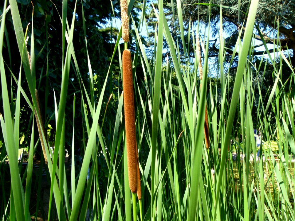 Roseau au jardin Albert Kahn