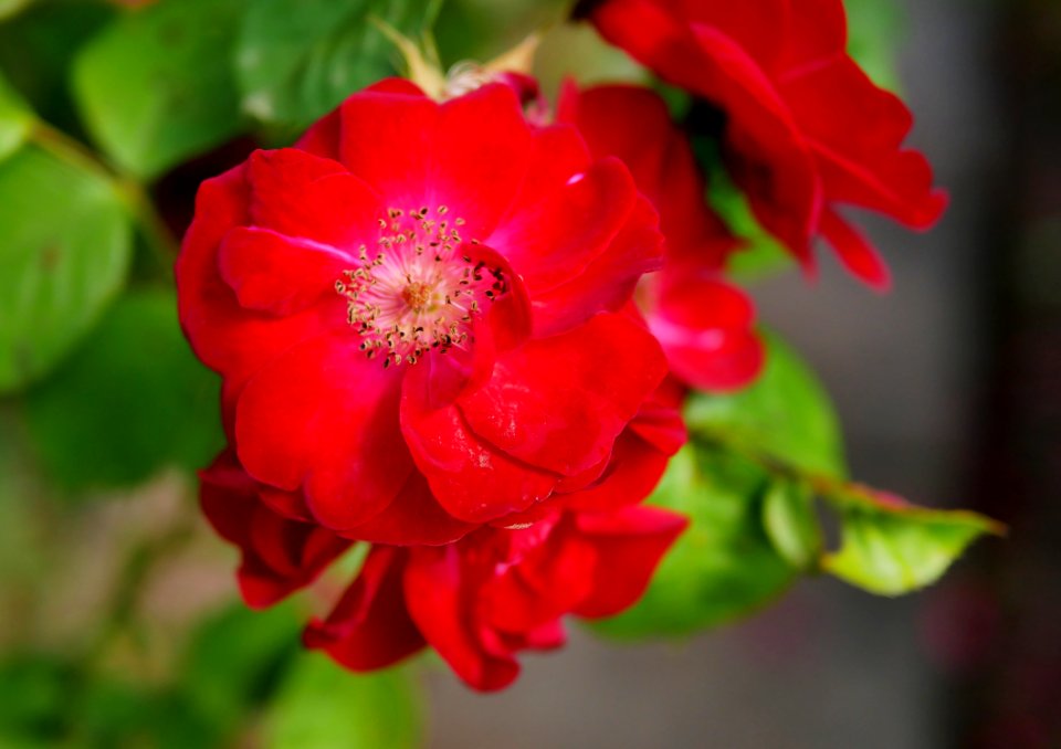 Rosengarten-C-8-e-UlmerMuenster