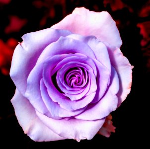 Roses In Dalat (257066973)