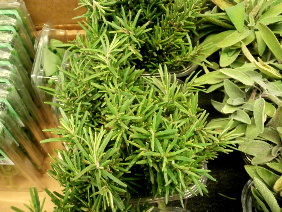 Rosemary for sale