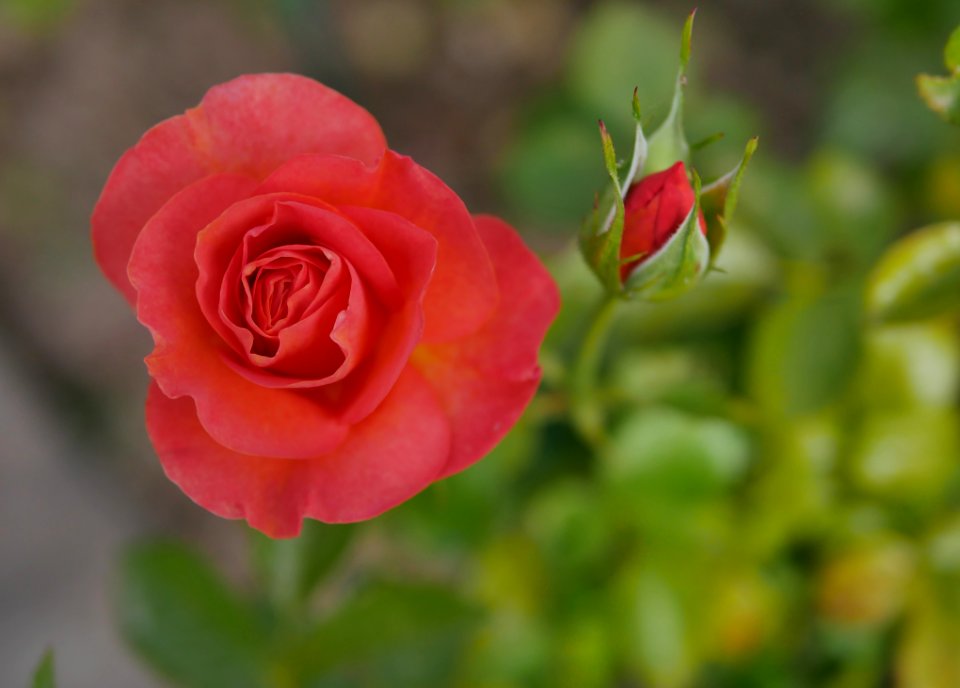 Rosengarten-C-9-c-Bengali
