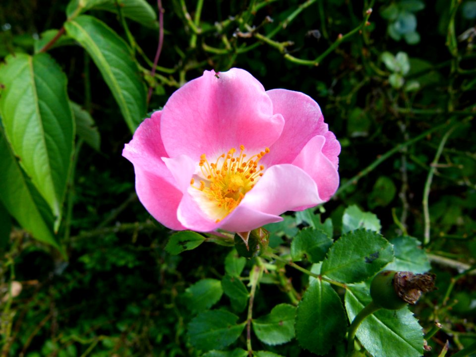 Roses sauvages 5