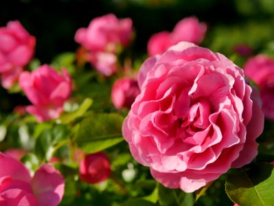 Rosengarten-C-2-b-LeonardoDaVinciBeet