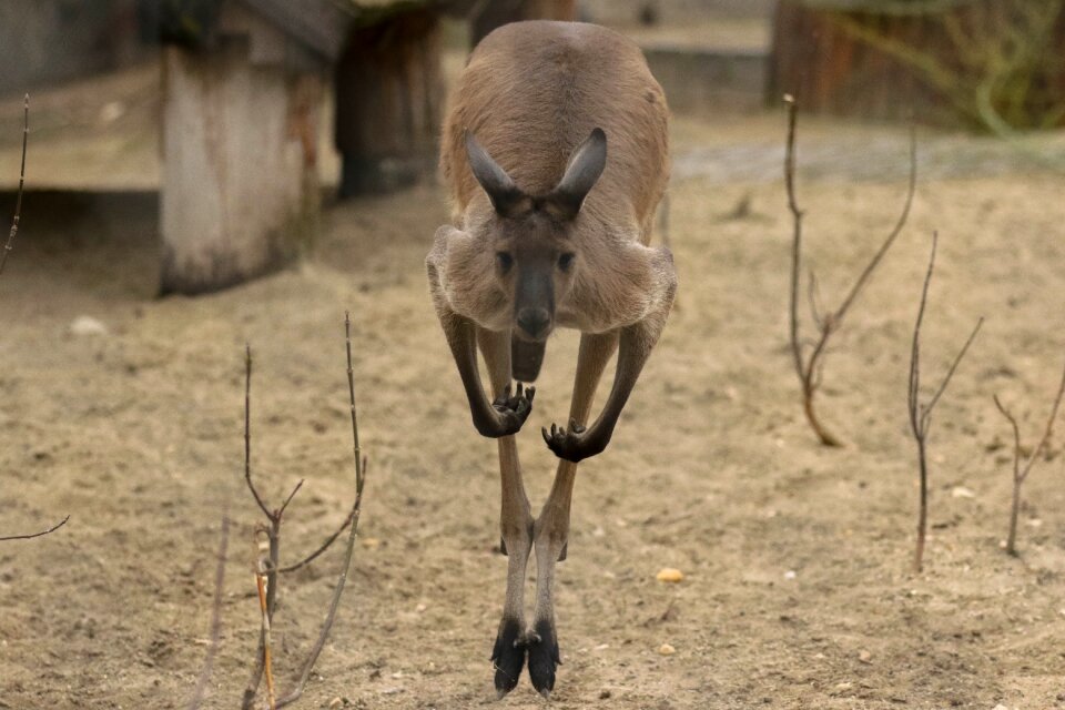 Australia go to movement
