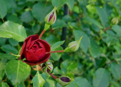 Rosengarten-B-12-b-Burgund81