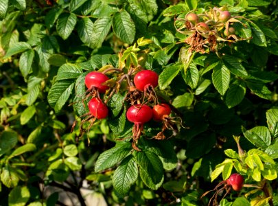 Rose hips Rosa rugosa Hansa 1