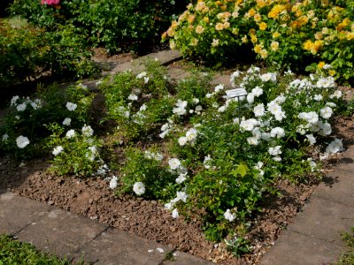 Rosengarten-A-5-a-Schneeflocke