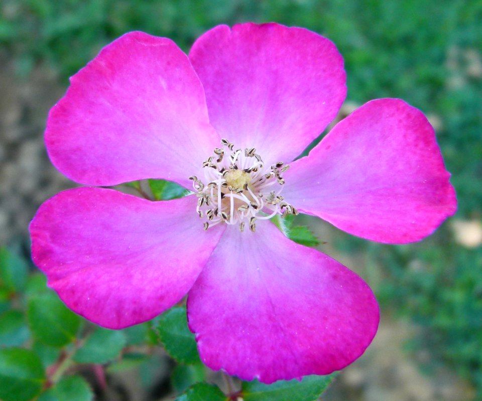 Rose Jardin de Bagatelle