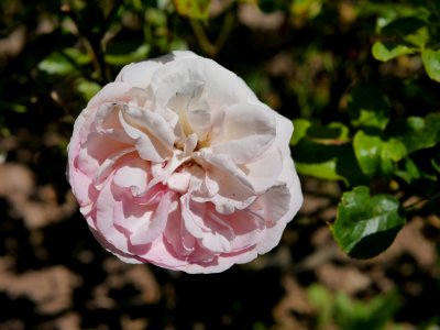 Rosengarten-D-4-c-EdenRose