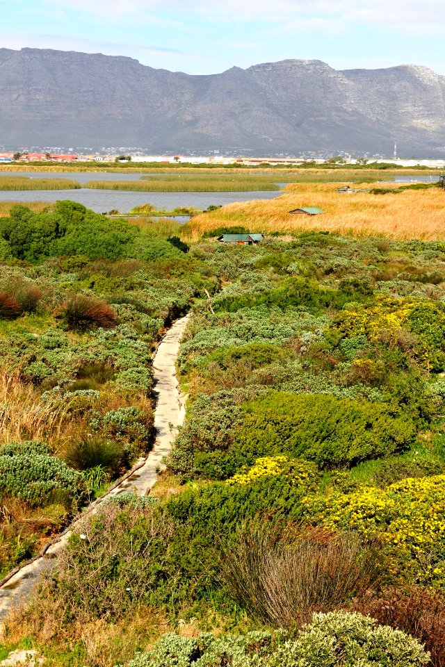 Rondevlei Wetlands Nature Reserve - Cape Town SA 6