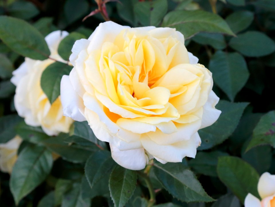 Rose Kiikkusaari Oulu 20200820 03