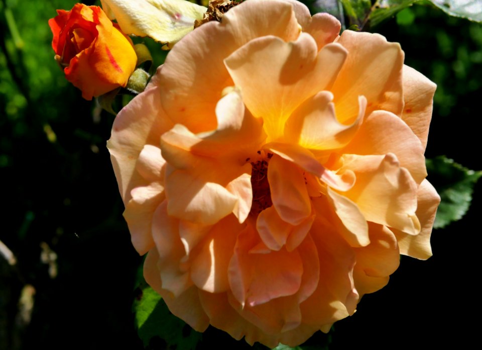 Rosengarten-B-11-b-Goldelse