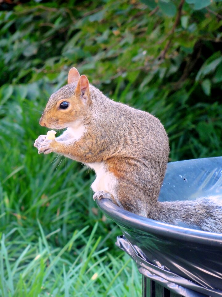 Squirrel wildlife nature