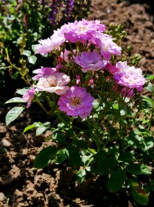 Rosengarten-D-10-f-Mosel-Rambler