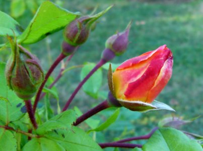 Roses Jardin de Bagatelle photo