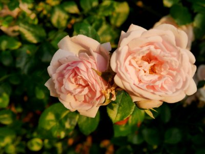 Rosengarten-E-2-d-NewDawnKletterroseRosa