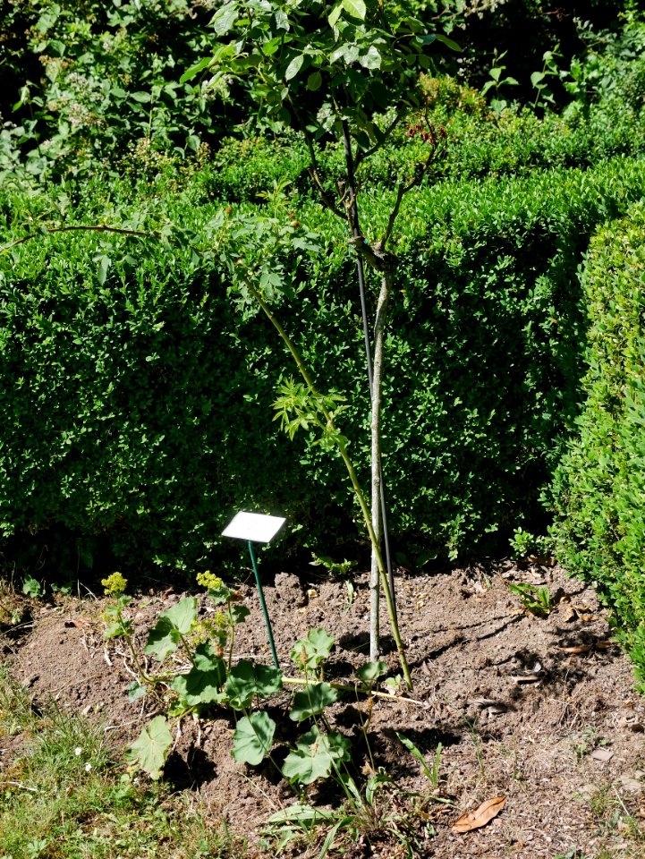 Rosengarten-D-14-b-Annapurna
