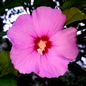 Rose of Sharon - Arlington, MA