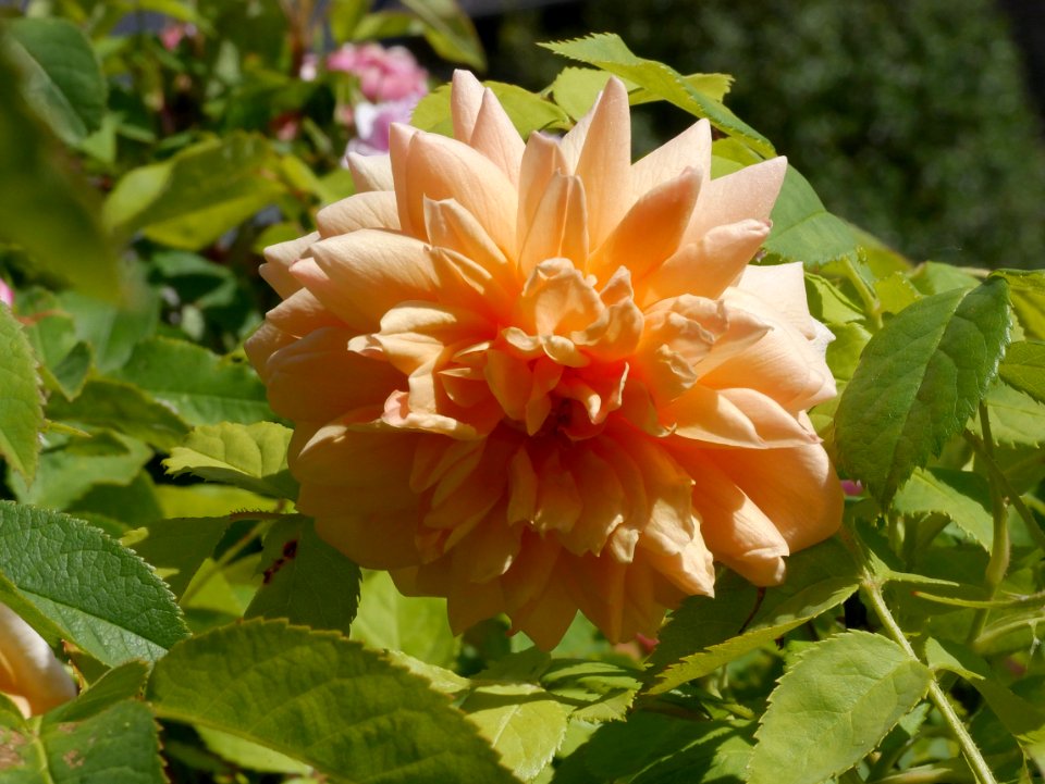 Rosengarten-D-1-f-Grace