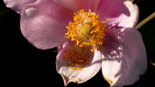 Bloom pink flower close up photo