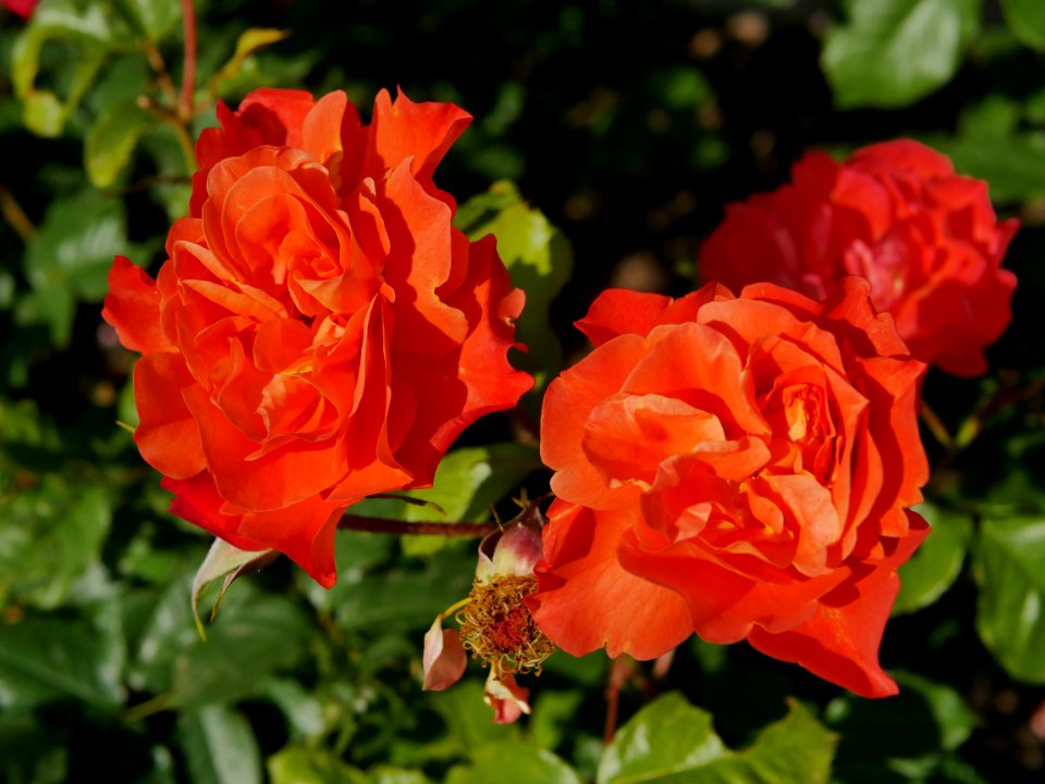 Rosengarten-A-3-b-Westerland