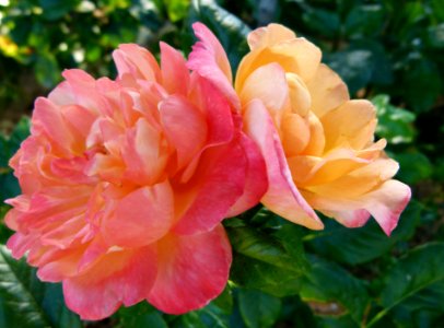Rose King Arthur