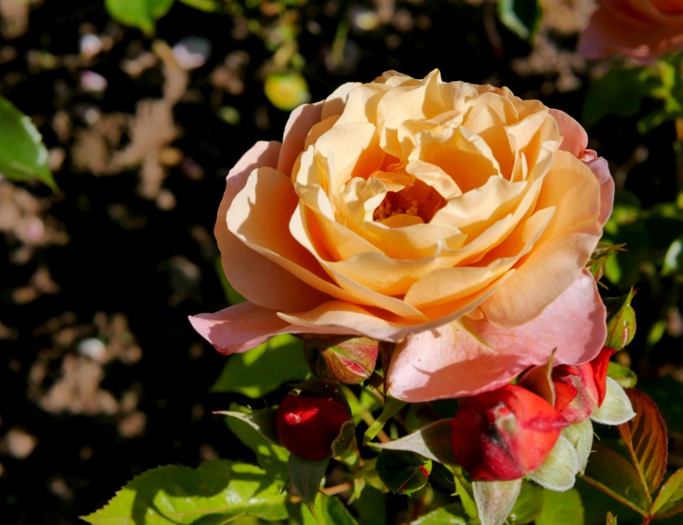 Rosengarten-B-3-a-MarieCurie