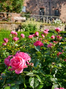 Rosengarten-C-2-a-LeonardoDaVinciBeet