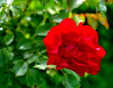 Rosengarten-C-12-c-Rotilia
