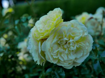 Rosengarten-A-1-c-Solero