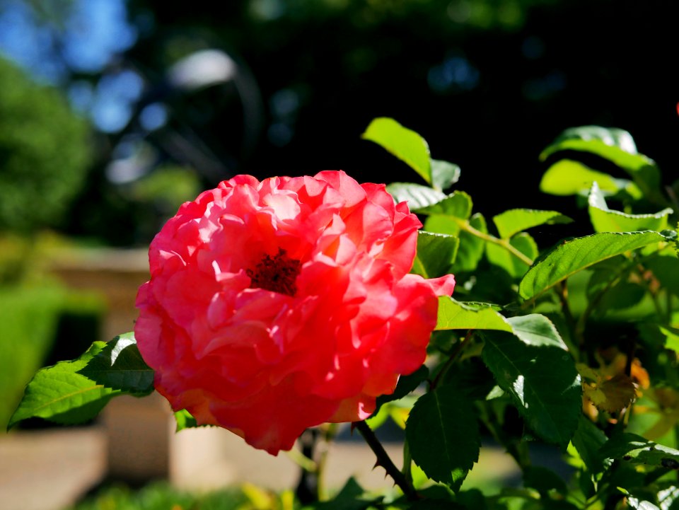 Rosengarten-B-13-b-AugustaLuisa