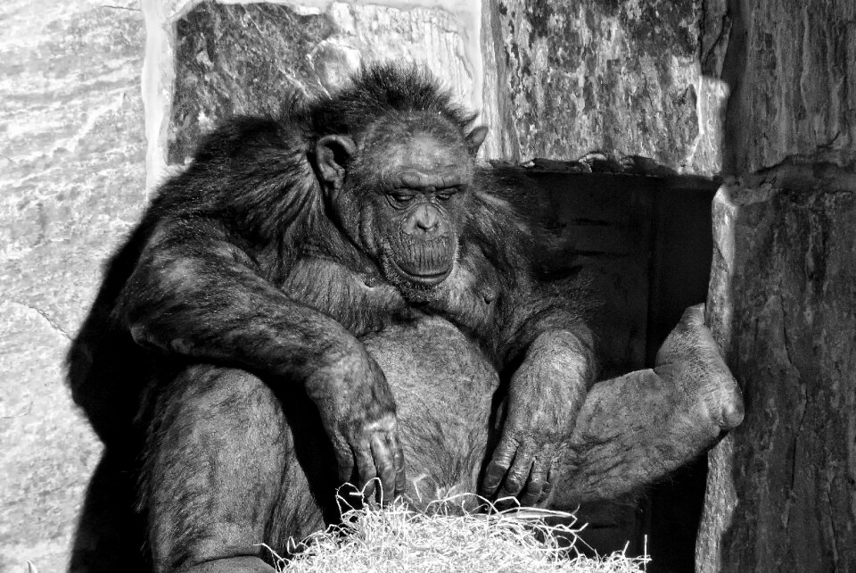 Relax monkey animals
