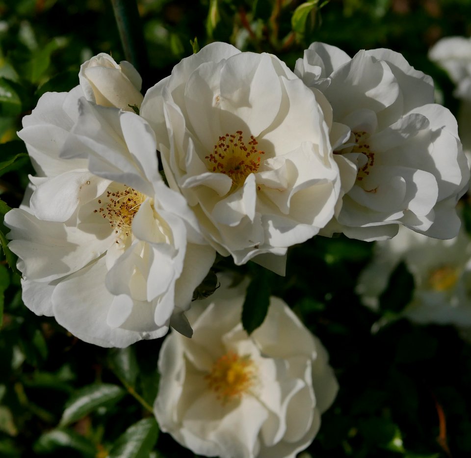 Rosengarten-A-5-b-Schneeflocke
