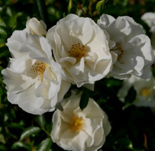 Rosengarten-A-5-b-Schneeflocke