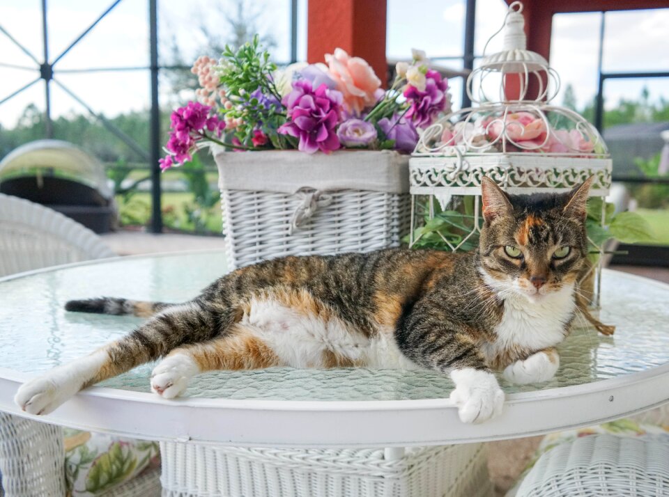 Animal cute kitty