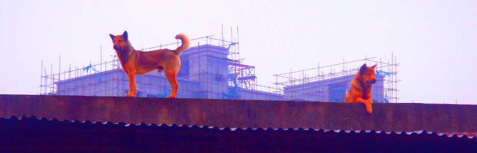 Roof dogs in Hainan - 02