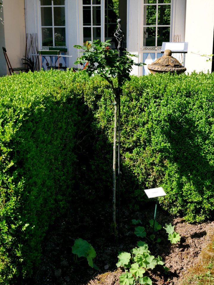 Rosengarten-D-12-a-Goldelse