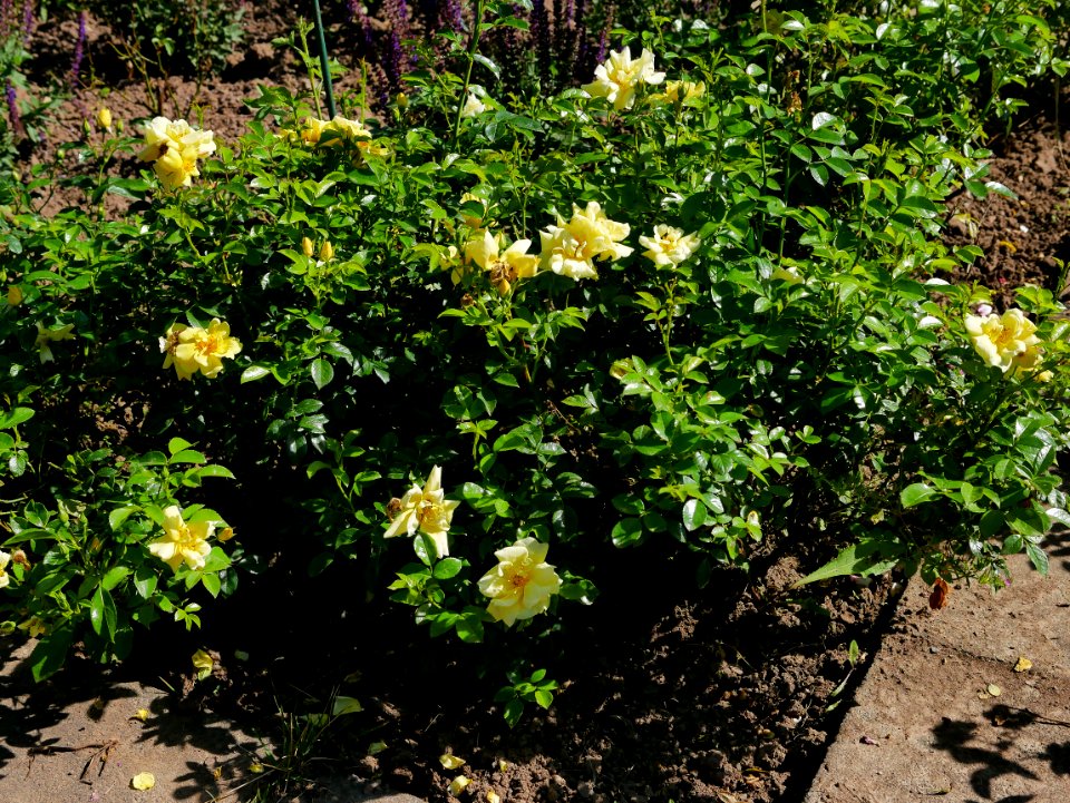 Rosengarten-D-10-a-Loredo