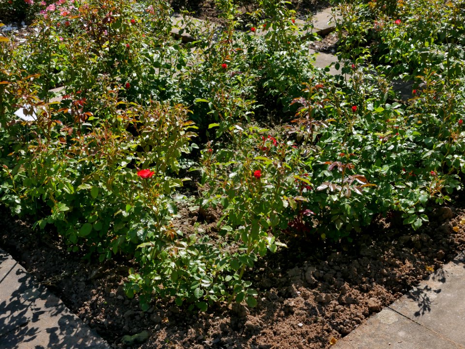 Rosengarten-B-8-a-PlantenUnBlomen