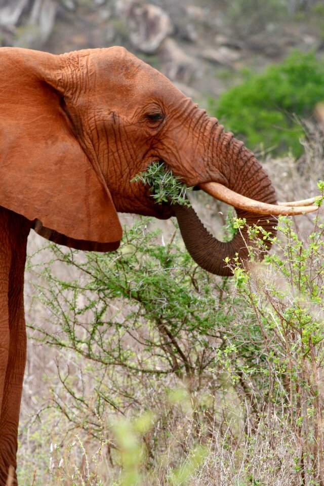Food nature wild