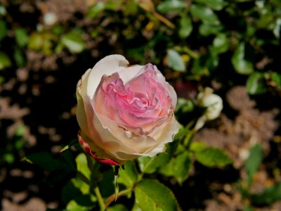 Rosengarten-D-4-b-EdenRose